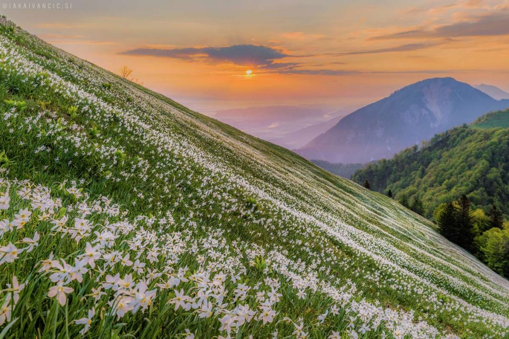 golica-narcise-slovenia-sunrise-travel-mountain-hiking