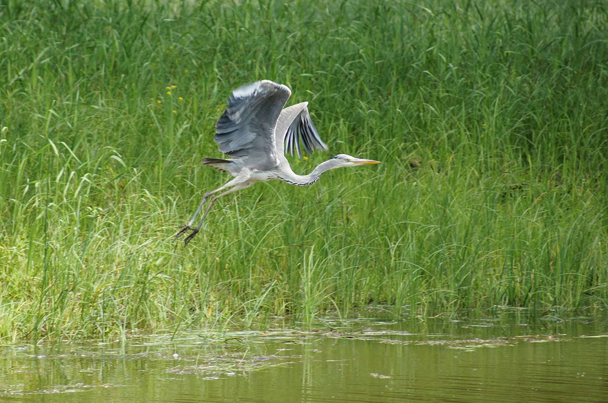 Kopački rit, istinski baranjski biser - Skitnice.hr