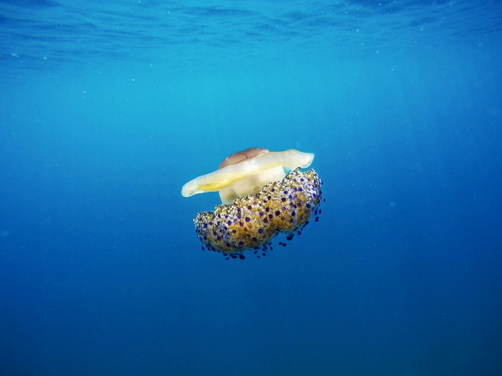meduza-underwater-photography-diving-travel
