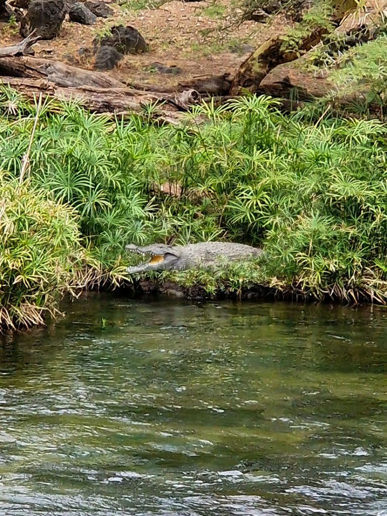 krokodil-kenija