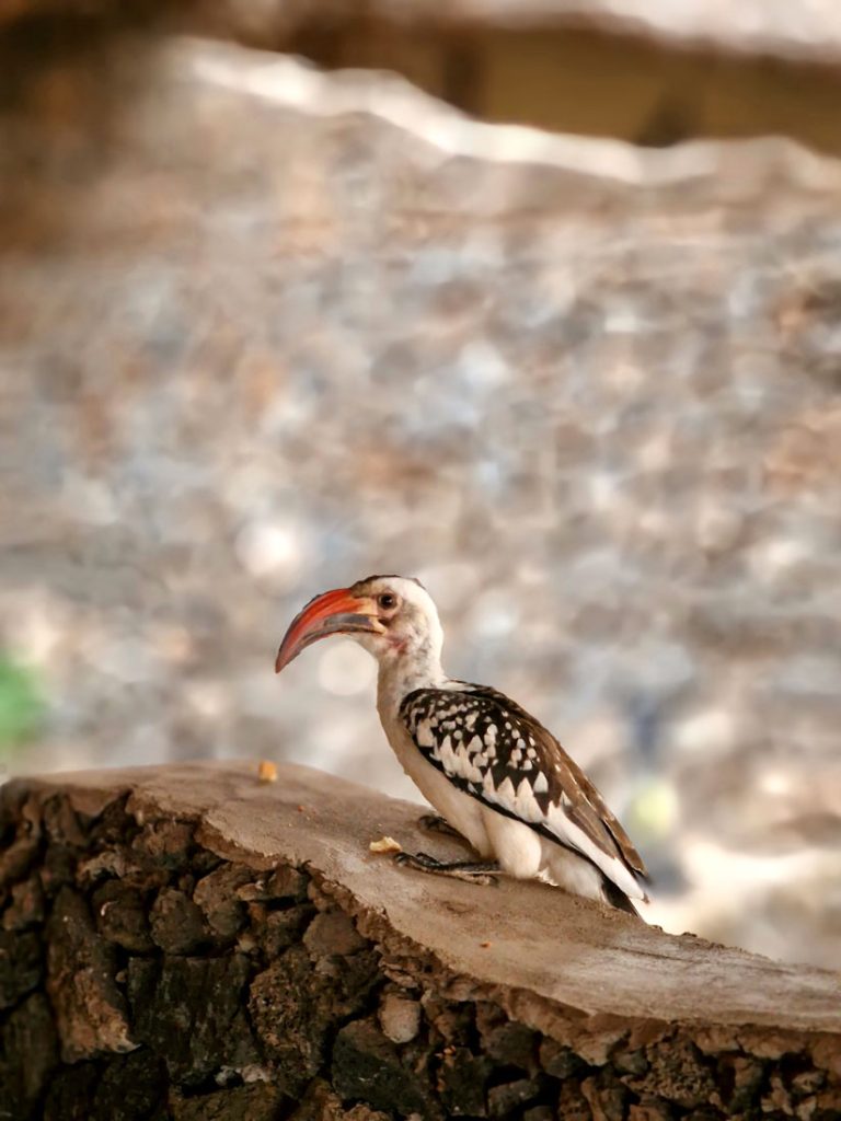 ptica-kenija