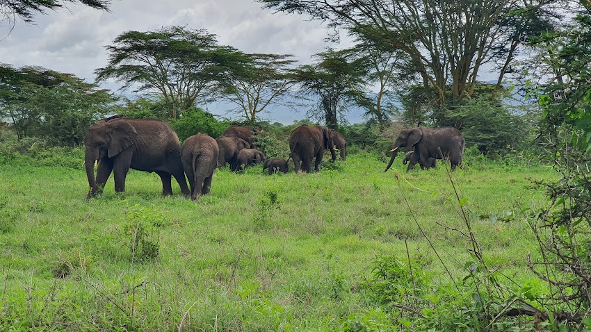 slonovi-safari