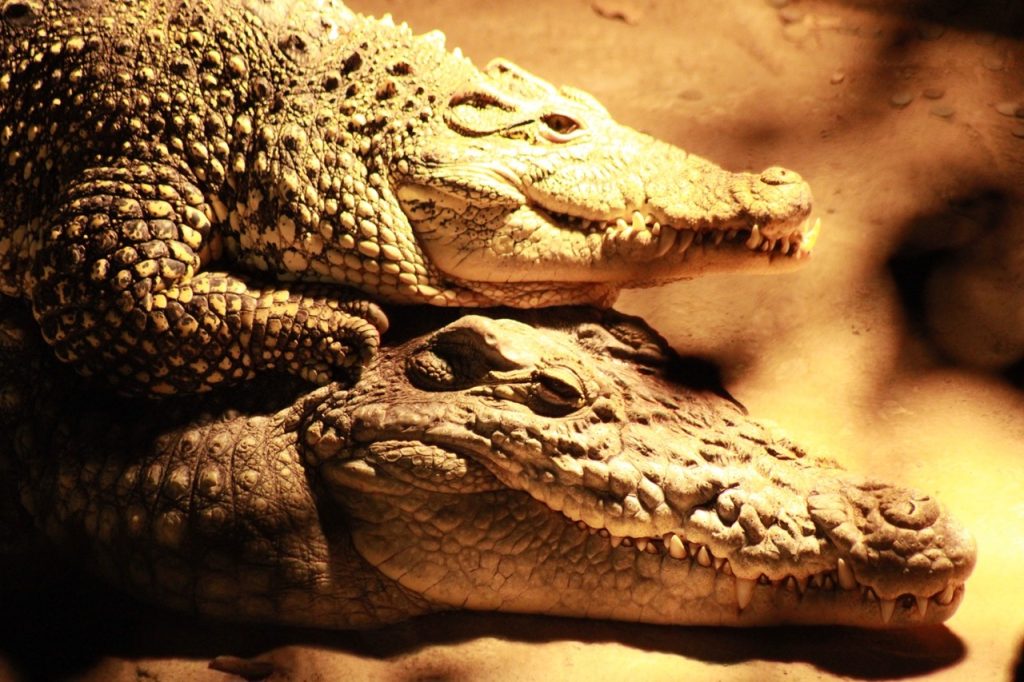 svjetski-dan-divljih-vrsta-krokodili