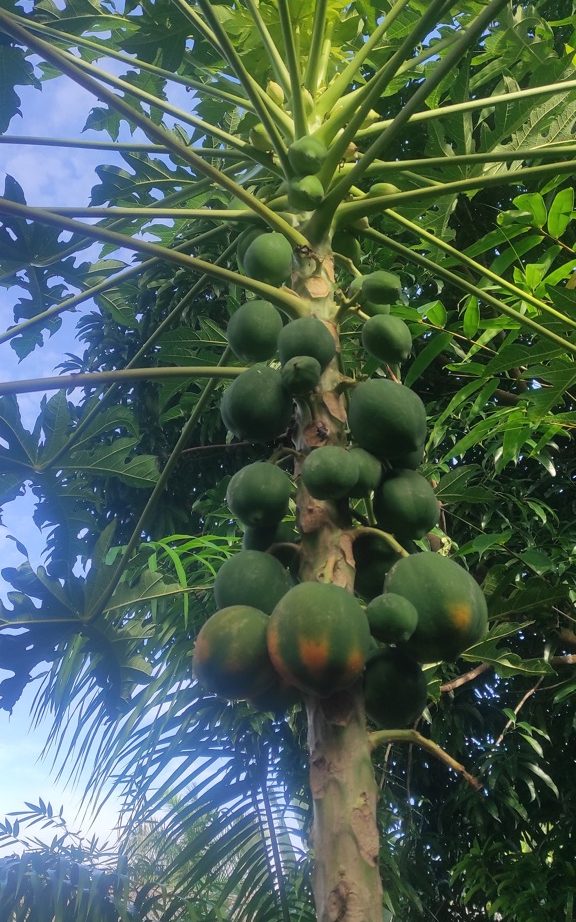 mango-filipini-vodic
