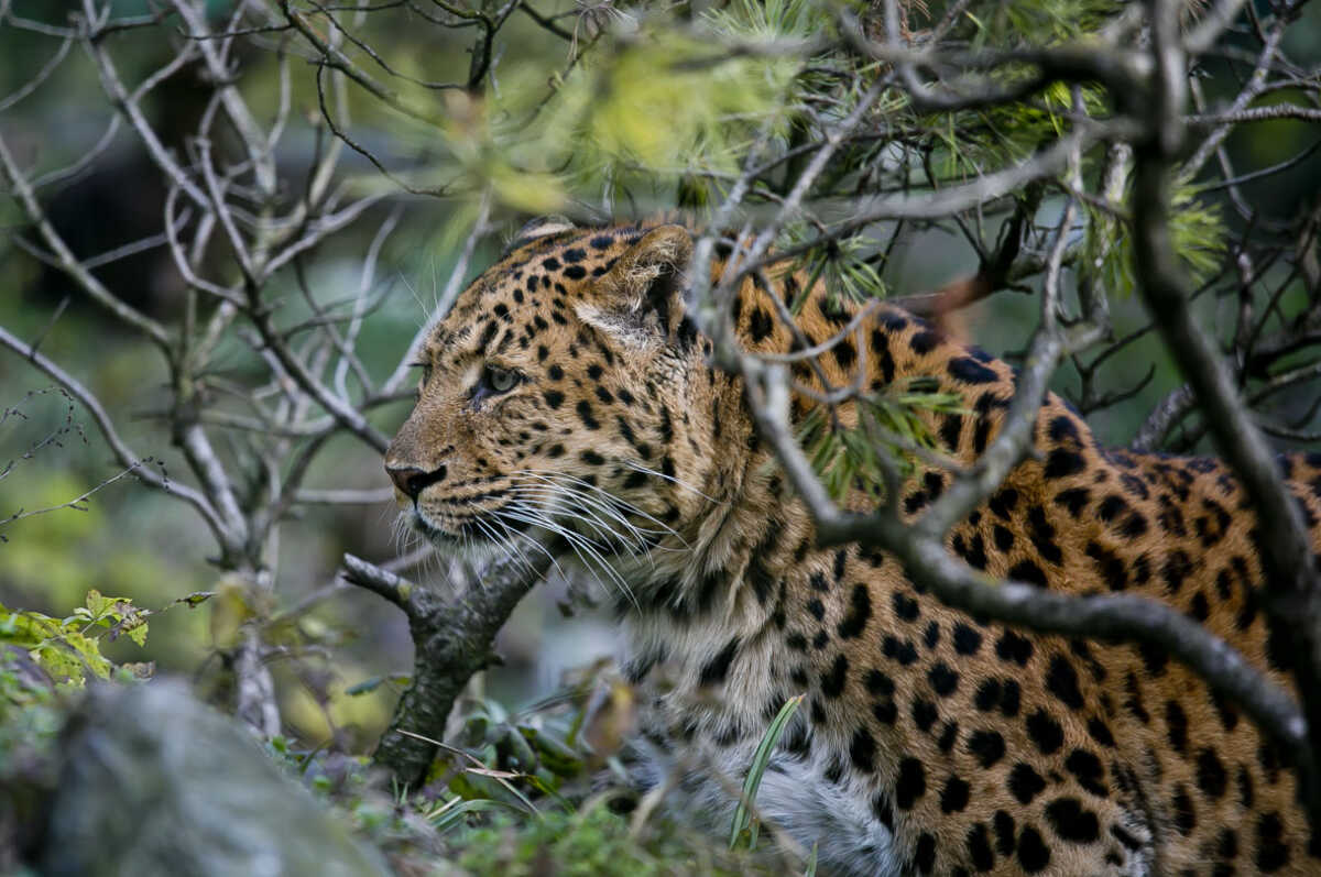 adventska-avantura-leopard