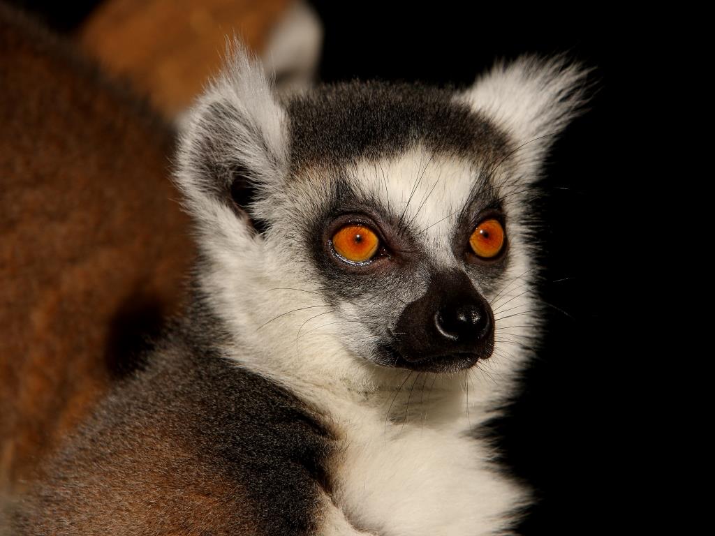 zanimljivosti-lemur