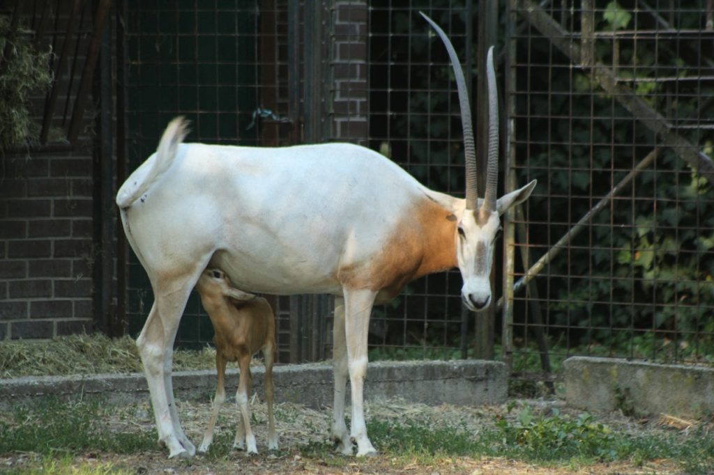 oriksica-i-mama