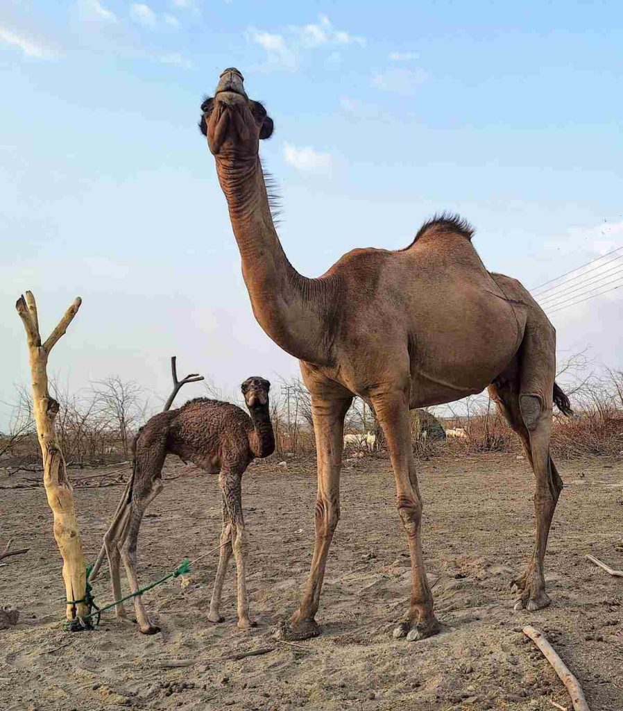 danakil