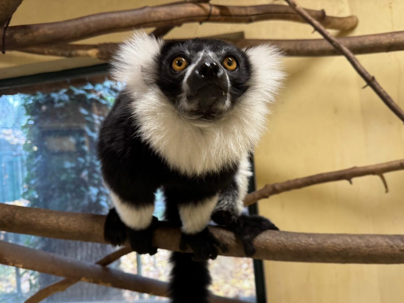 Čupavouha lemurica u Zoološkom vrtu Grada Zagreba