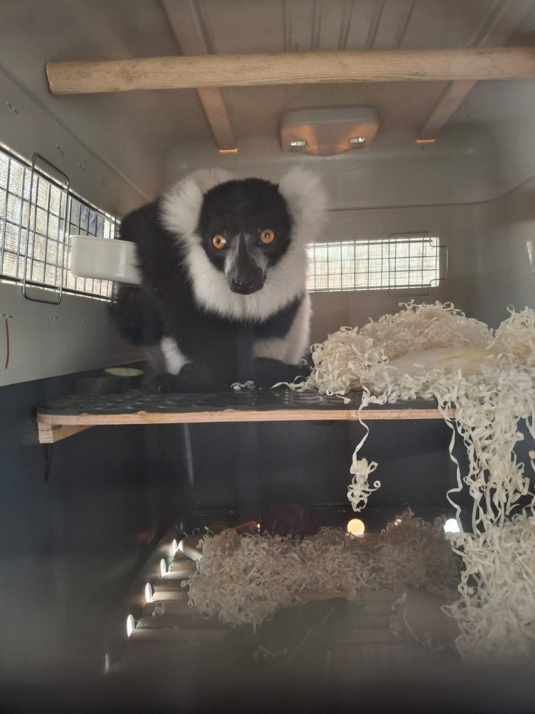 Čupavouha lemurica u transporteru