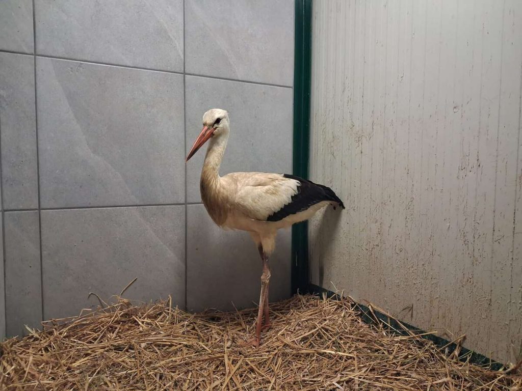 Bijela-roda-divlje-zivotinje