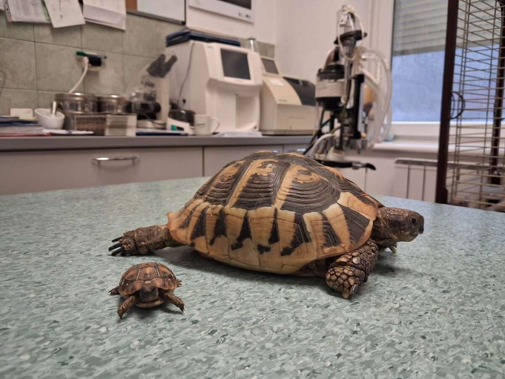 cancare-divlje-zivotinje