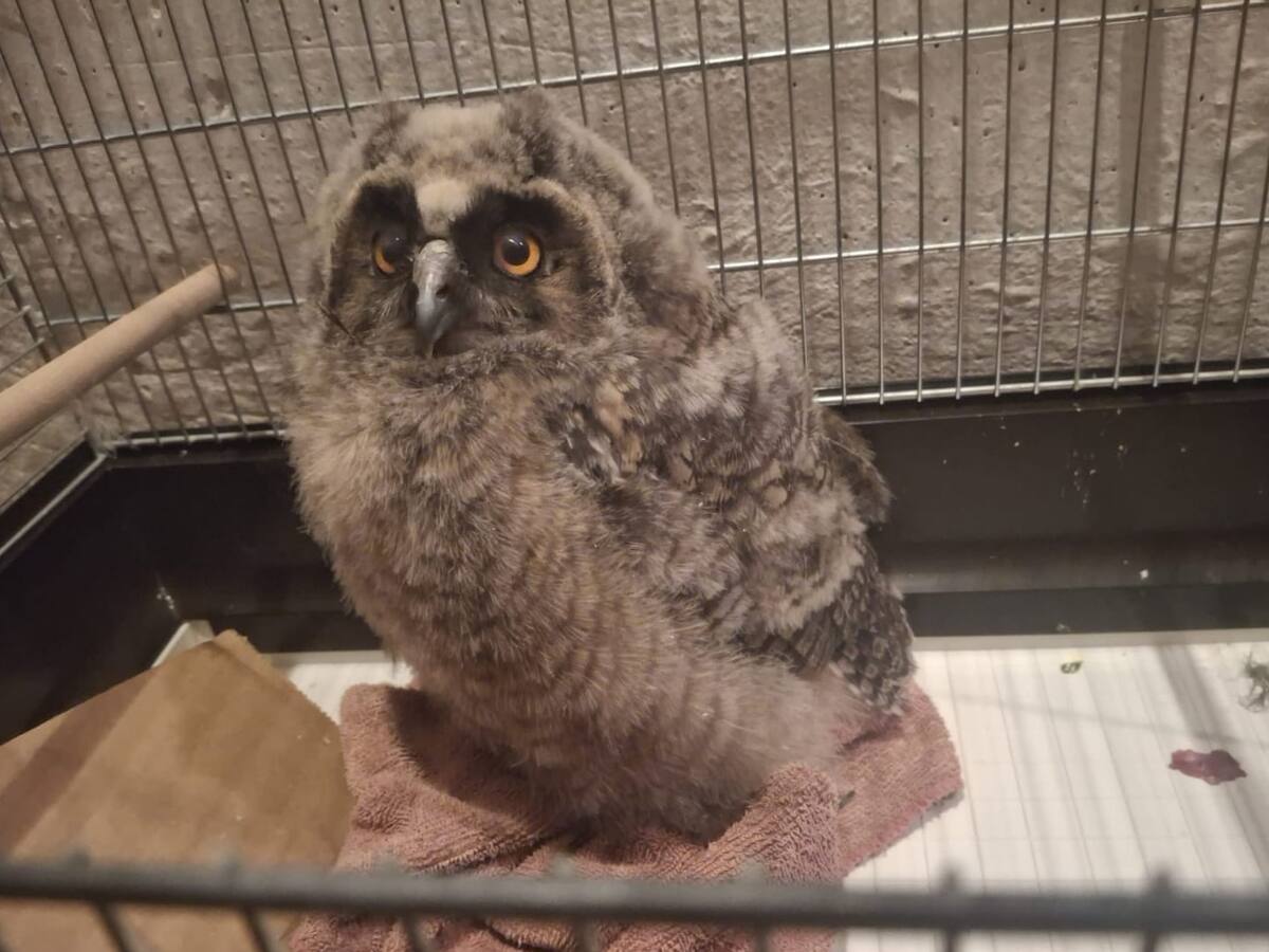 usara-oporavilist-za-divlje-zivotinje