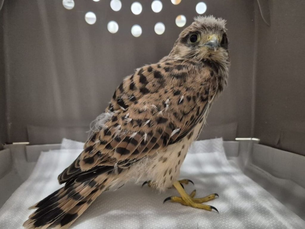 Vjetrusa oporaviliste za divlje zivotinje