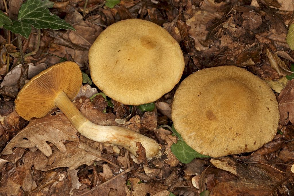 Cortinarius leproleptopus, foto Zdenko Tkalčec