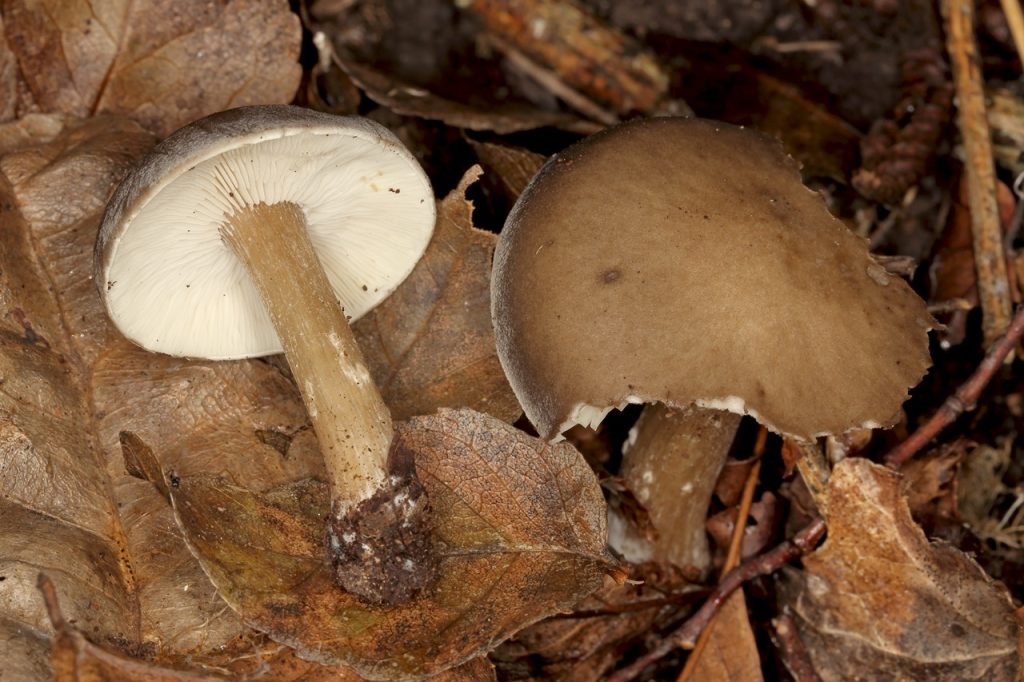 Melanoleuca pseudoluscina, foto Zdenko Tkalčec