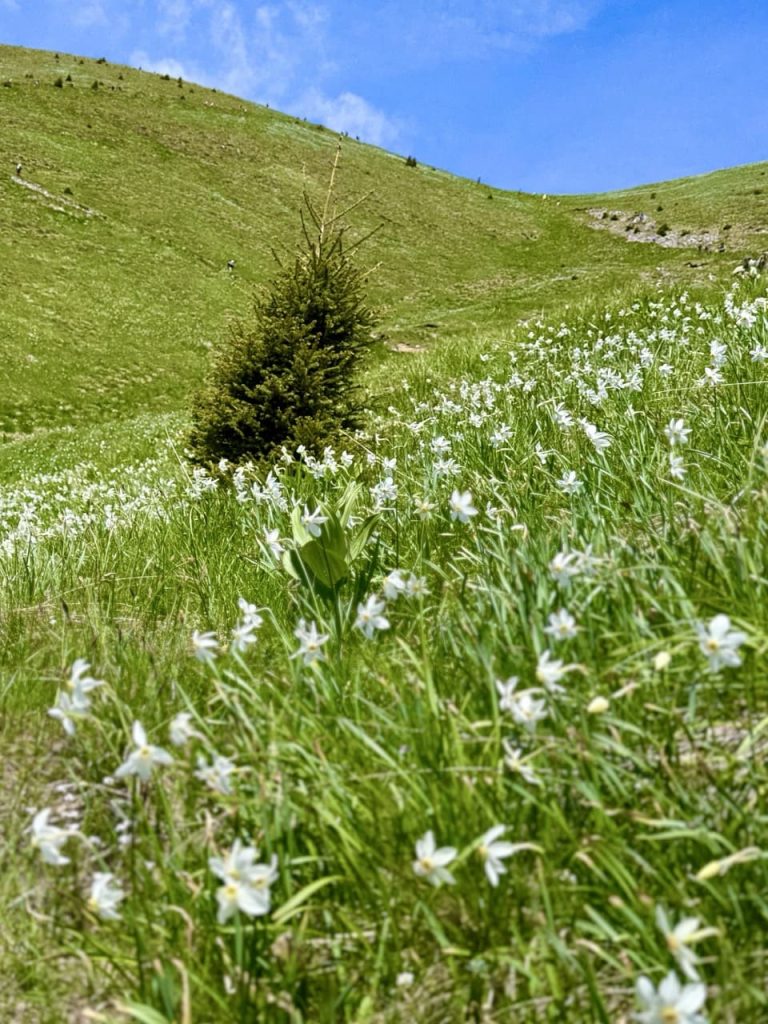 Golica i padine narcisa u proljece
